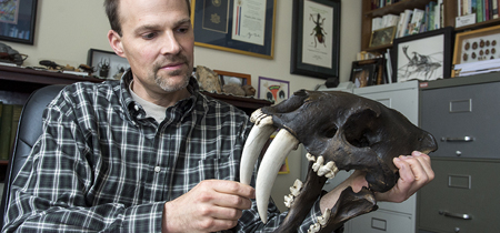 UM Professor Doug Emlen displays a replica skull of a saber-toothed cat